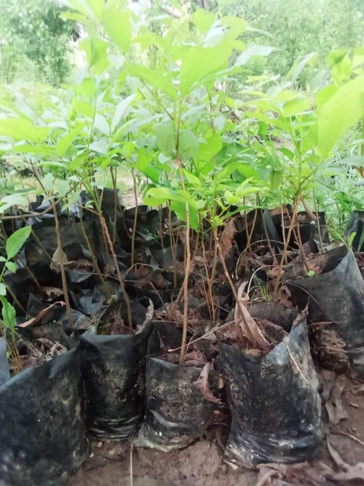 Plant 4